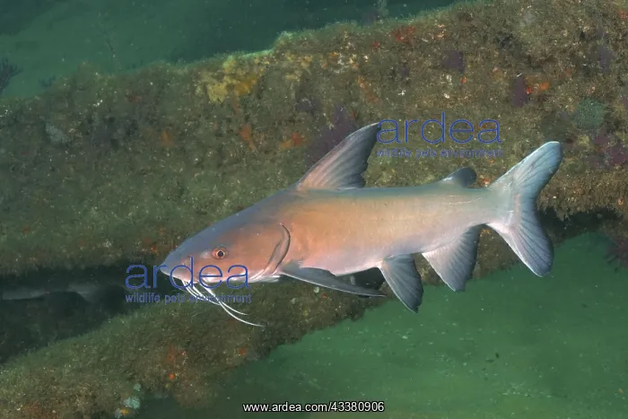: Natal Sea Catfish (Galeichthys trowi), catfish : Natal Sea Catfish (Galeichthys trowi), catfish