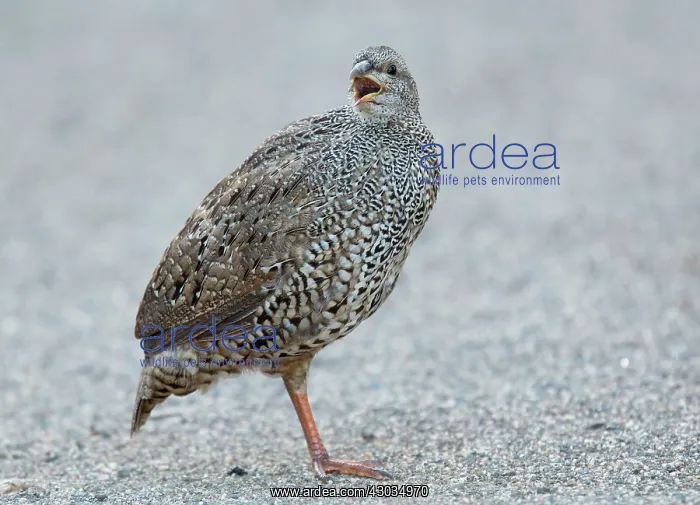 : Natal Spurfowl / Natal Francolin Kruger National : Natal Spurfowl / Natal Francolin Kruger National