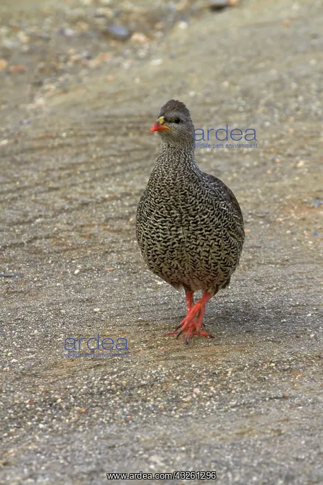 : Natal Spurfowl or Natal Francolin (Pternistis : Natal Spurfowl or Natal Francolin (Pternistis