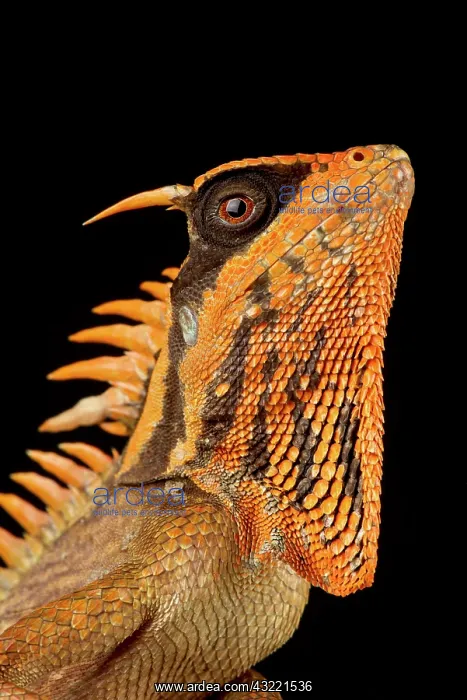 : Natalias mountain horned dragon (Acanthosaura nataliae) : Natalias mountain horned dragon (Acanthosaura nataliae)