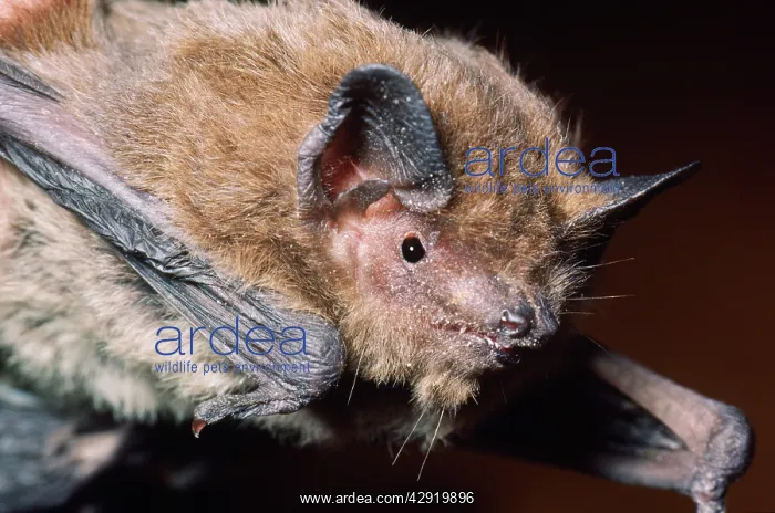  : Nathusius Pipistrelle Bat