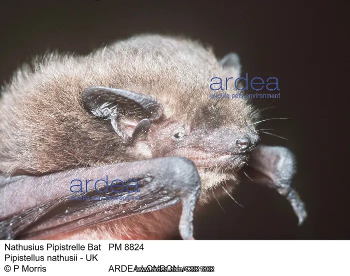 : NathusiusIs Pipistrelle BAT - close-up of head : NathusiusIs Pipistrelle BAT - close-up of head