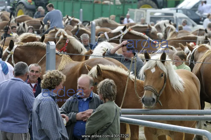 : National challenge for Comtoise race in Maiche Doubs : National challenge for Comtoise race in Maiche Doubs