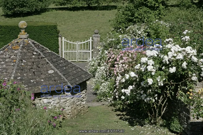: The National Collection of Rambler Roses Moor Wood : The National Collection of Rambler Roses Moor Wood