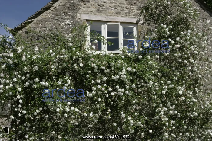 : The National Collection of Rambler Roses Moor Wood : The National Collection of Rambler Roses Moor Wood
