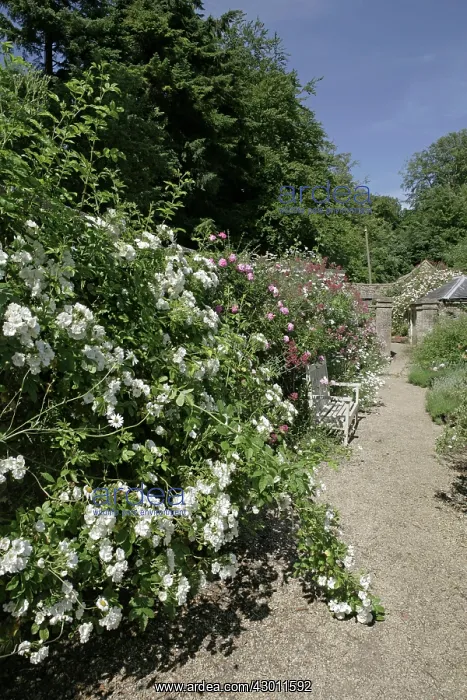 : The National Collection of Rambler Roses Moor Wood : The National Collection of Rambler Roses Moor Wood