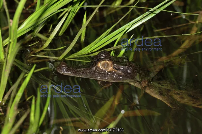 : National Nature Wetland Reserve Kaw-Roura : National Nature Wetland Reserve Kaw-Roura
