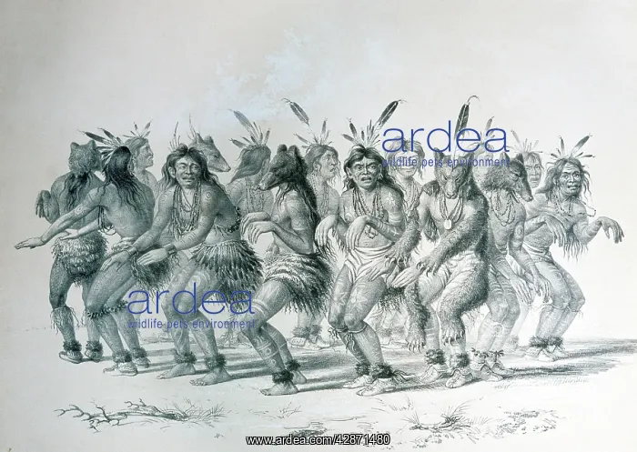 : Native American Sioux, Bear Dance, by George Catlin : Native American Sioux, Bear Dance, by George Catlin