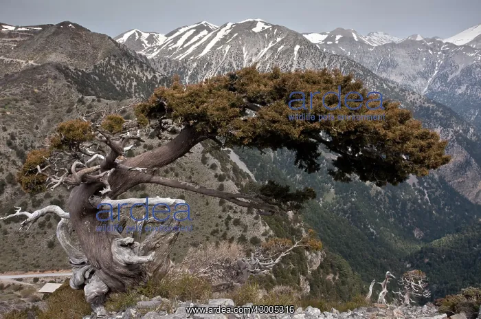 : Native Ancient Cypress : Native Ancient Cypress