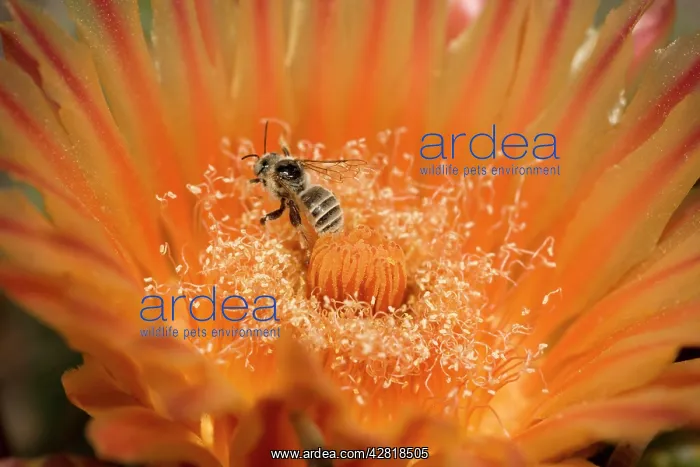 : Native Bee - on fishhook barrel cactus blossum : Native Bee - on fishhook barrel cactus blossum