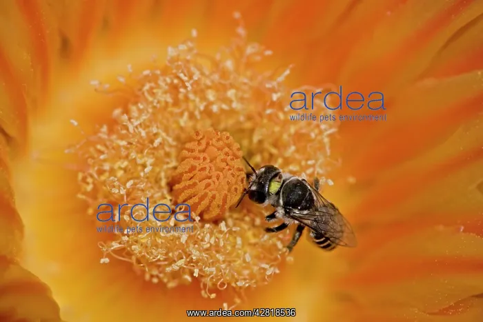 : Native Bee - on fishhook barrel cactus blossum : Native Bee - on fishhook barrel cactus blossum