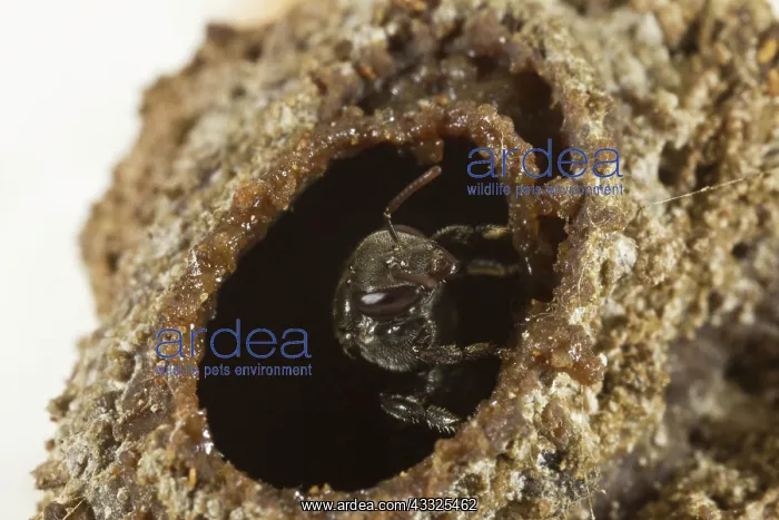 : Native Bee at its nest : Native Bee at its nest
