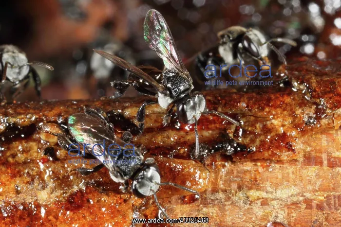 : Native Bees at their nest : Native Bees at their nest