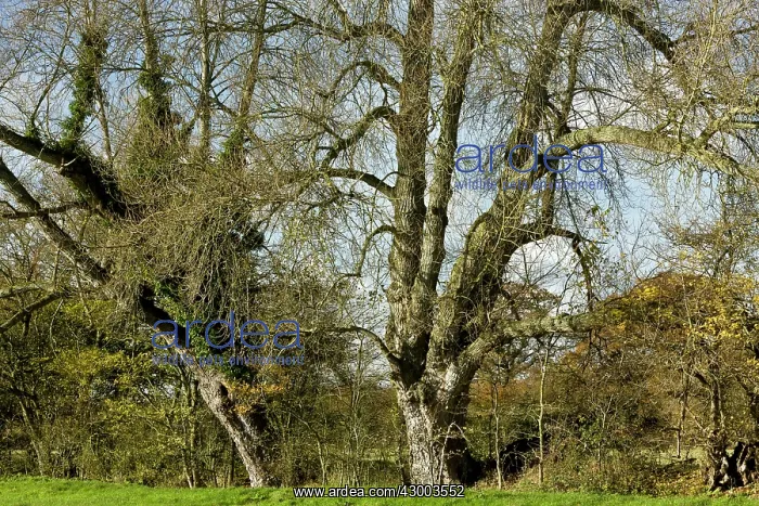 : Native Black Poplar / Black-poplar : Native Black Poplar / Black-poplar