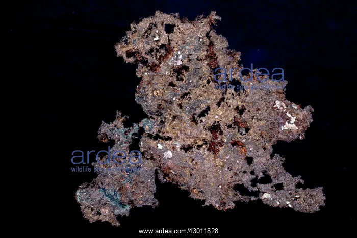 : Native Copper (Cu) : Native Copper (Cu)