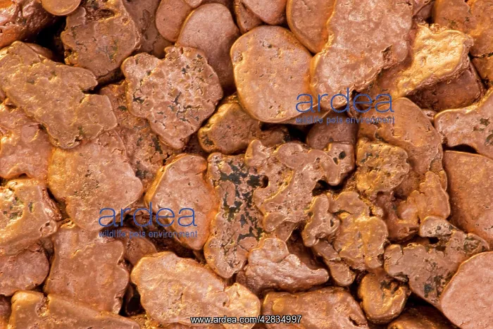  : Native Copper Nuggets from Michigan