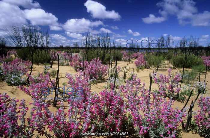  : Native Foxglove - in burnt scrubland