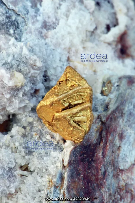  : Native Gold - Nevada