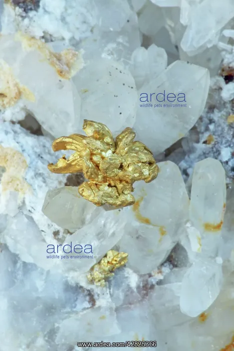: Native Gold on Quartz : Native Gold on Quartz