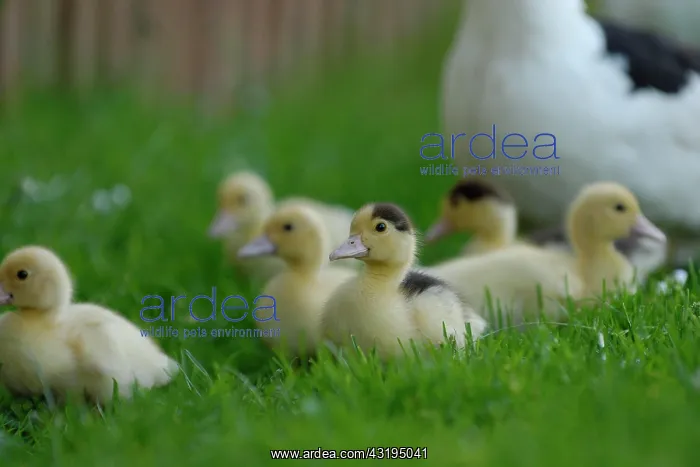 : Native muscovy duck with ducklings (Cairina moschata : Native muscovy duck with ducklings (Cairina moschata
