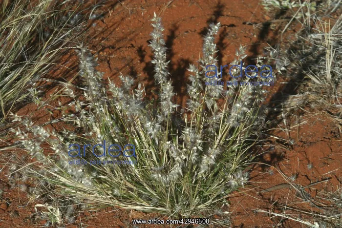 : Native Oat-grass : Native Oat-grass