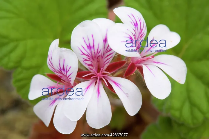 : Native Storksbill : Native Storksbill