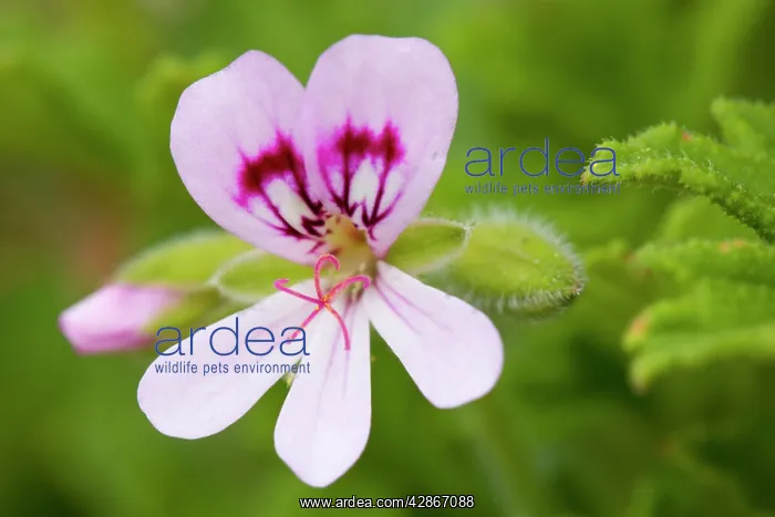: Native Storksbill : Native Storksbill