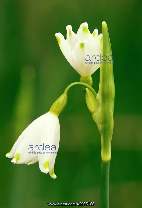: Native Summer Snowflake - aestivum in the Piddle Valley : Native Summer Snowflake - aestivum in the Piddle Valley