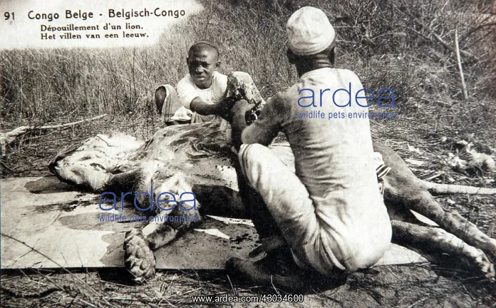  : Native trackers skinning a lion in Belgian Congo