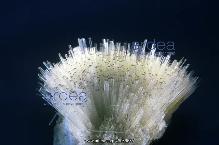 : Natrolite from Poona, India : Natrolite from Poona, India