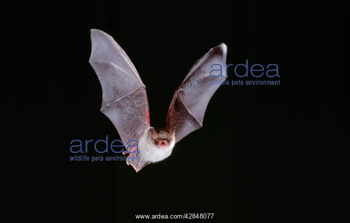 : NattererIs BAT - in flight : NattererIs BAT - in flight