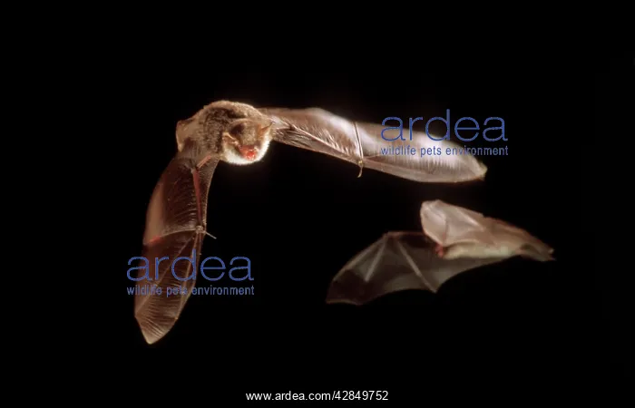 : NattererIs BAT - in flight : NattererIs BAT - in flight