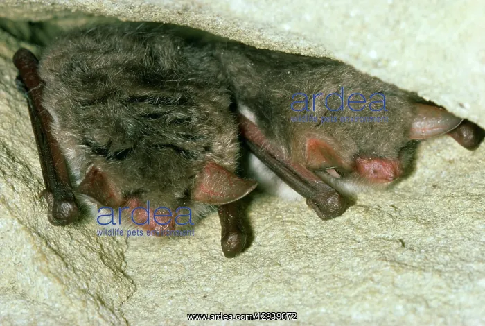 : NattererIs BATS - x two : NattererIs BATS - x two