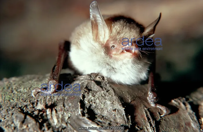: NATTERER'S BAT : NATTERER'S BAT