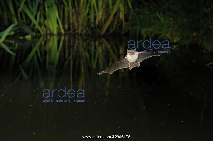 : Natterer's Bat - in flight above forest pond : Natterer's Bat - in flight above forest pond