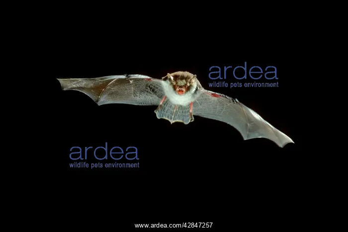 : Natterer's Bat - in flight at night : Natterer's Bat - in flight at night