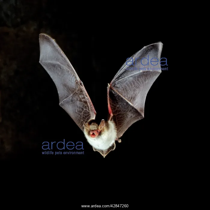 : Natterer's Bat - in flight at night : Natterer's Bat - in flight at night