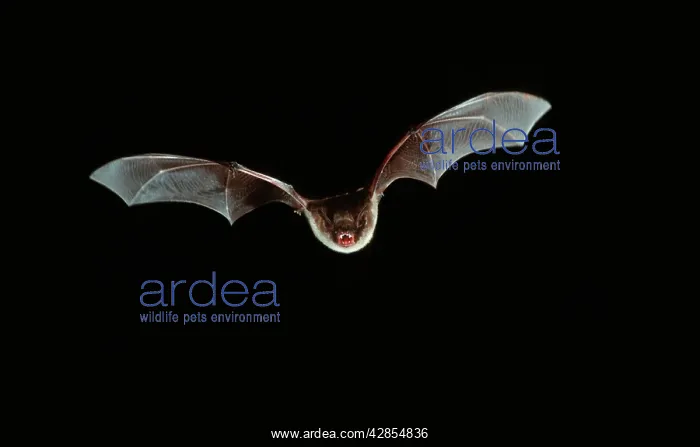 : Natterer's Bat - In flight at night : Natterer's Bat - In flight at night