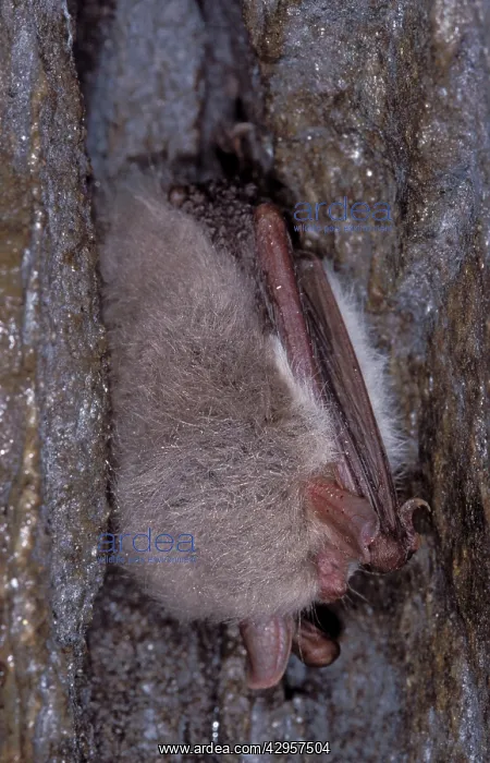 : Natterer's Bat - hibernation at cave : Natterer's Bat - hibernation at cave