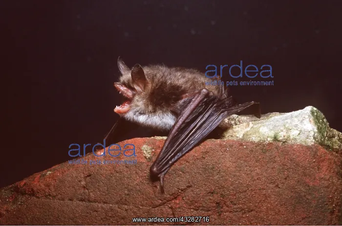 : NATTERER'S BAT - on rock, with mouth open : NATTERER'S BAT - on rock, with mouth open