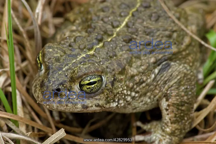 : Natterjack Toad : Natterjack Toad