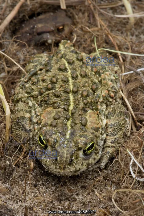 : Natterjack Toad : Natterjack Toad