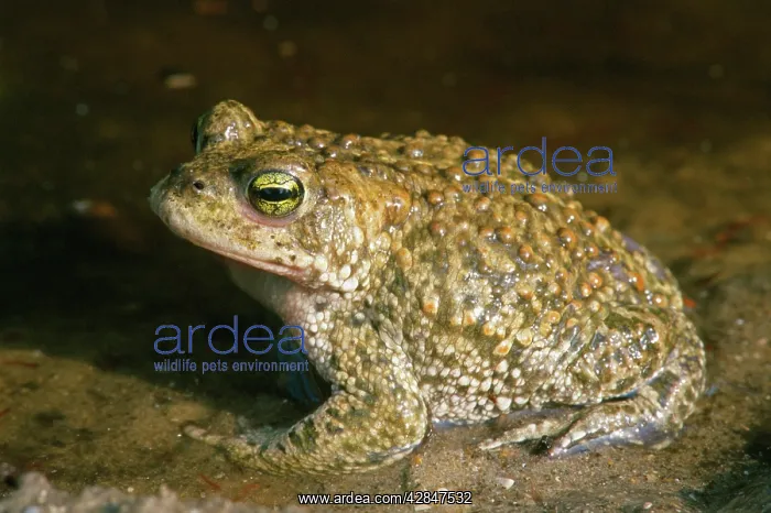  : Natterjack Toad