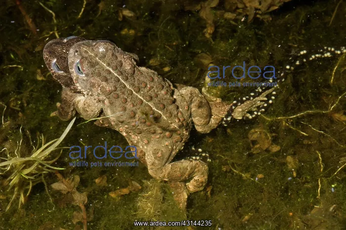 : Natterjack Toad : Natterjack Toad