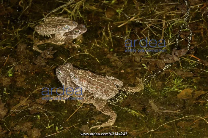 : Natterjack Toad : Natterjack Toad