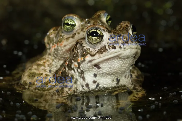 : Natterjack Toad : Natterjack Toad