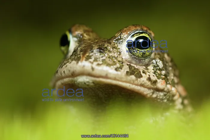 : Natterjack Toad : Natterjack Toad