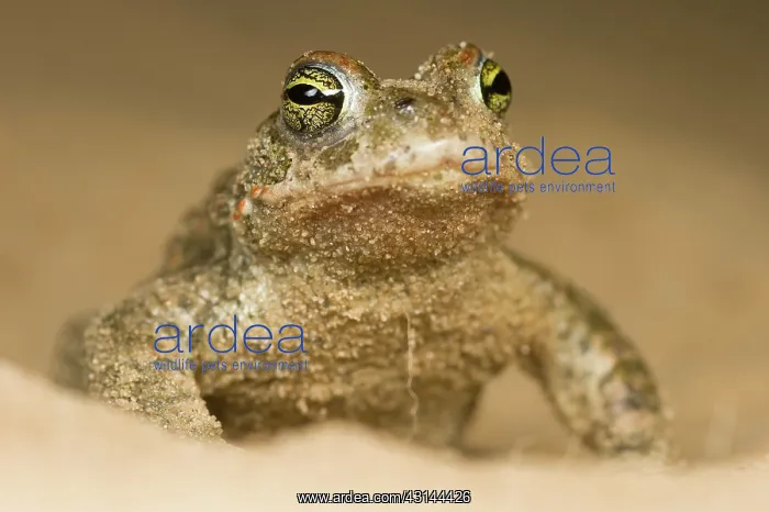 : Natterjack Toad : Natterjack Toad