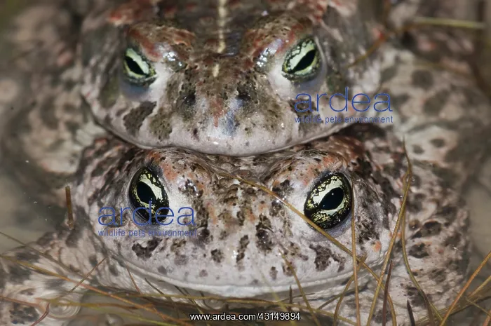 : Natterjack Toad : Natterjack Toad