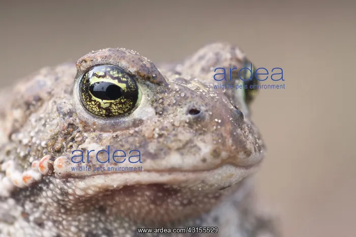 : Natterjack Toad : Natterjack Toad